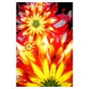 Covor Dreptunghiular, 200 x 300 cm, Multicolor, Flower, Kolibri 11012-150