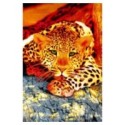 Covor Dreptunghiular, 80 x 150 cm, Multicolor, Kolibri Leopard 11123