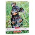Caiet A5 36 de File, Tip I, Hartie 80g/mp, Motiv Cats and Dogs, Herlitz