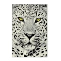 Covor Dreptunghiular, 80 cm x 150 cm, Alb / Negru, Model Kolibri Tigru