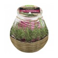Lumanare Bolsius Citronella Patiolight, 94 x 91 mm, Rozmarin