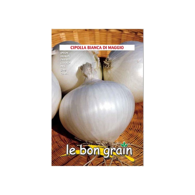 Seminte de Ceapa Apa, Bianca Di Maggio, 500 g, Raci Sementi