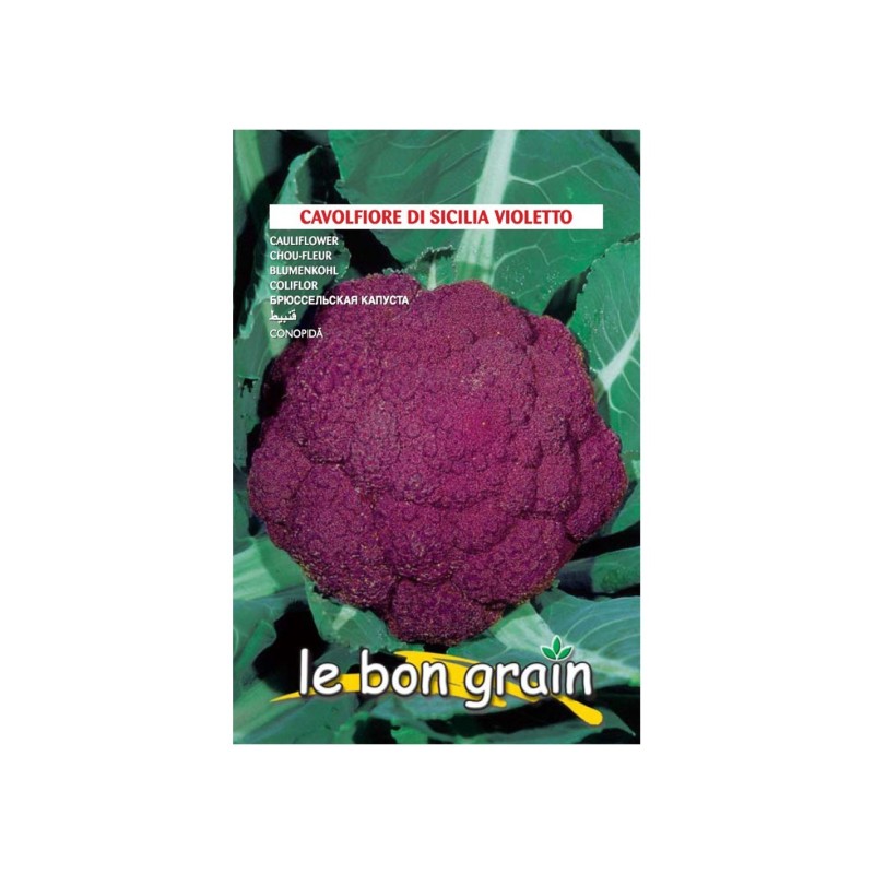 Seminte de Conopida Violet, Di Sicillia, 3 g, Raci Sementi