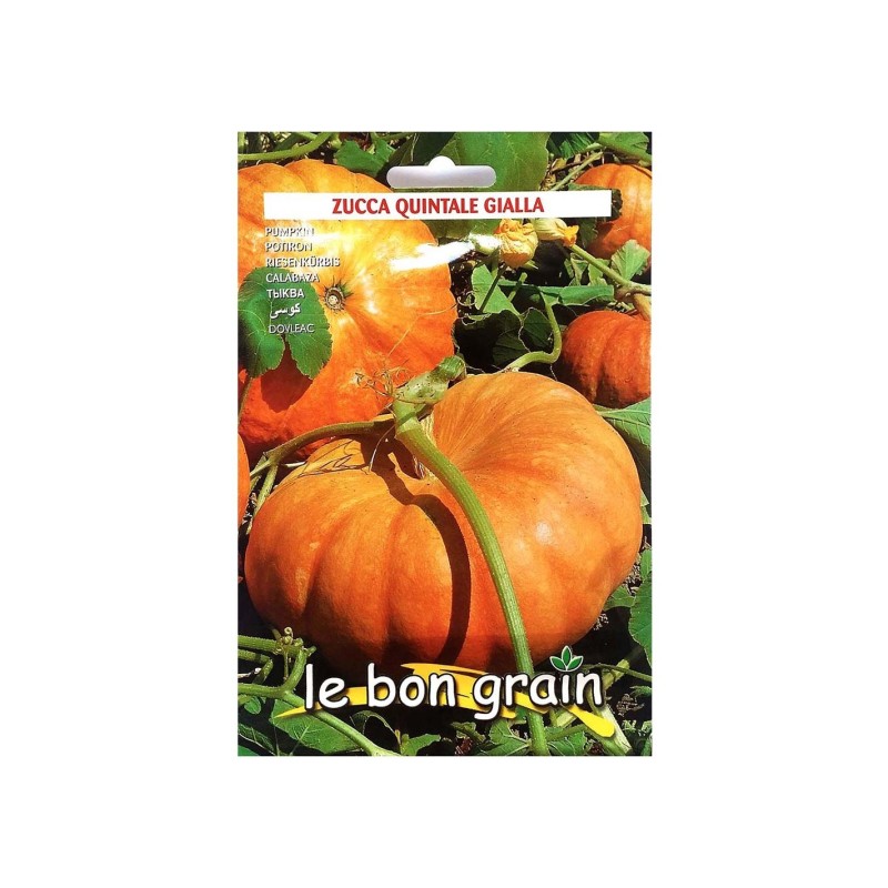 Seminte de Dovleac Placintar, Quintale Gialla, 500 g, Raci Sementi