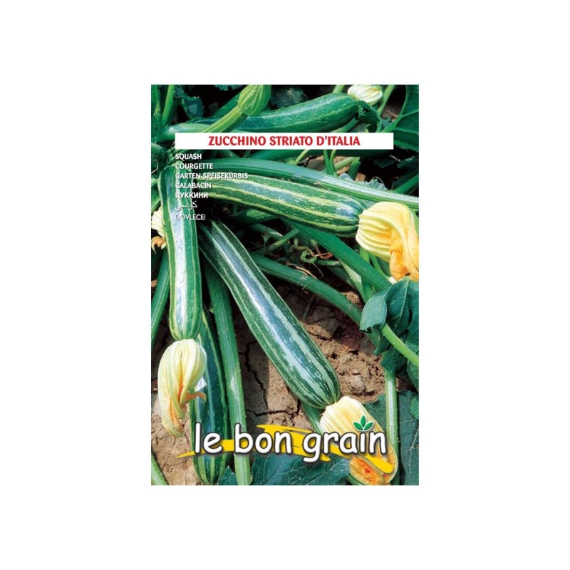 Seminte de Dovlecel Vargat, Striato di Napoli, 7 g, Raci Sementi