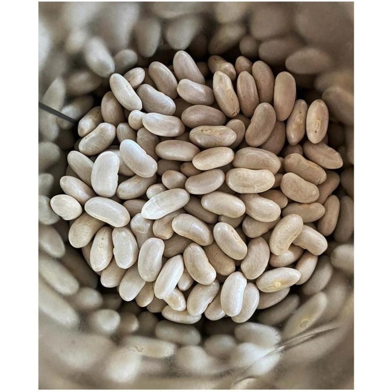 Seminte de Fasole Alba Boabe, Cannellino, 25 kg, Raci Sementi