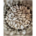 Seminte de Fasole Alba Boabe, Cannellino, 25 kg, Raci Sementi