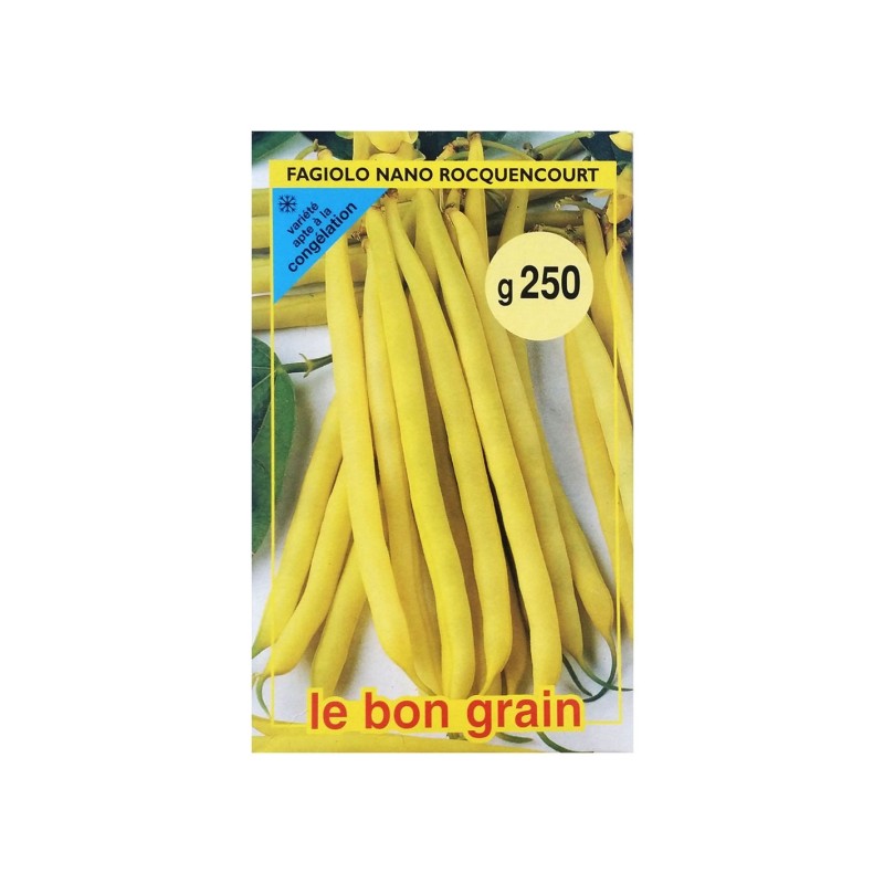 Seminte de Fasole Galbena Fideluta, Rocquencourt, 1 kg, Raci Sementi