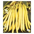 Seminte de Fasole Galbena Fideluta, Rocquencourt, 25 kg, Raci Sementi