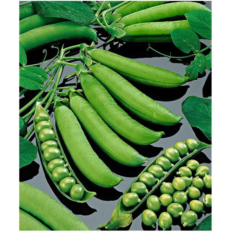 Seminte de Mazare, Kelvedon, 25 kg, Raci Sementi