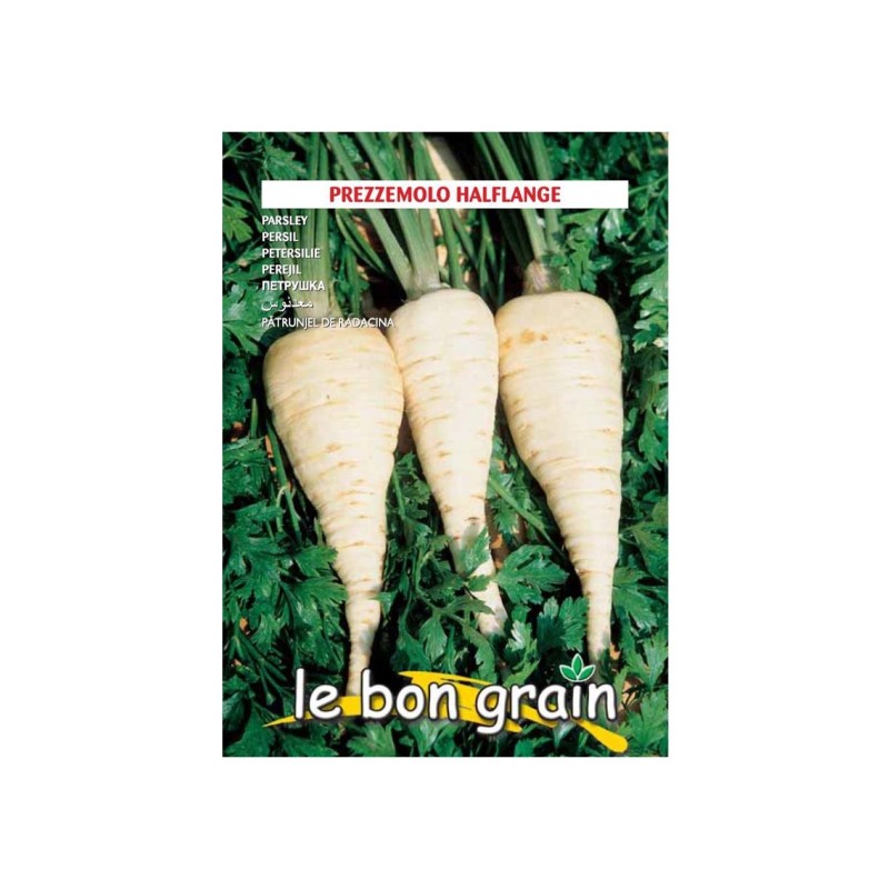 Seminte de Patrunjel de Radacina, Halflange, 100 g, Raci Sementi