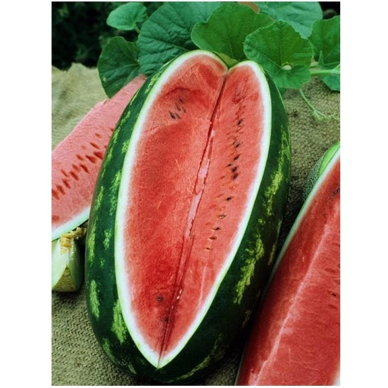 Seminte de Pepene Verde 100 g, Jubilee, Raci Sementi