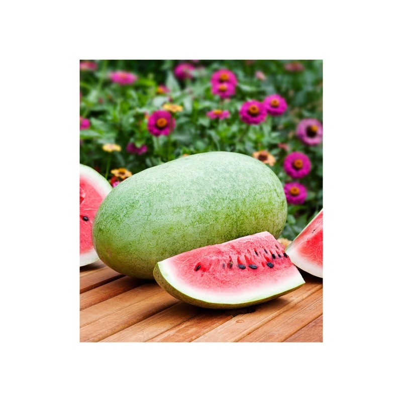 Seminte de Pepene Verde, Charleston Gray, 500 g, Raci Sementi