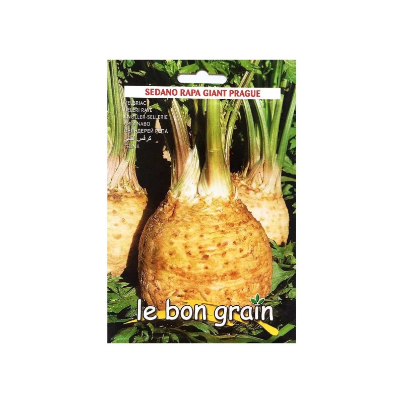 Seminte de Telina, Bianco del Veneto, 4 g, Raci Sementi