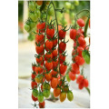 Seminte de Tomate Pendragon F1, Hazera, 100 Seminte