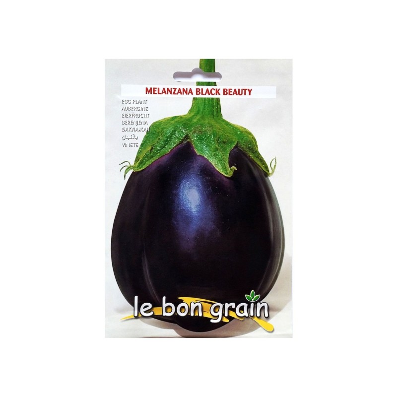 Seminte de Vinete, Black Beauty, 4 g, Raci Sementi