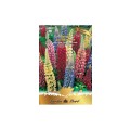 Seminte Flori Lupin, Amestec Multicolor, Raci Sementi