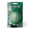 Set 10 x Seminte Varza de Vara Glory, 250 Boabe, Agrocosm