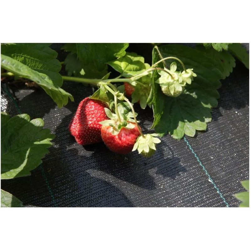 Set 2 x Folie ANtibuuieni Tesuta, 100 g/ 1 x 15 m, Rola, Agrotextil