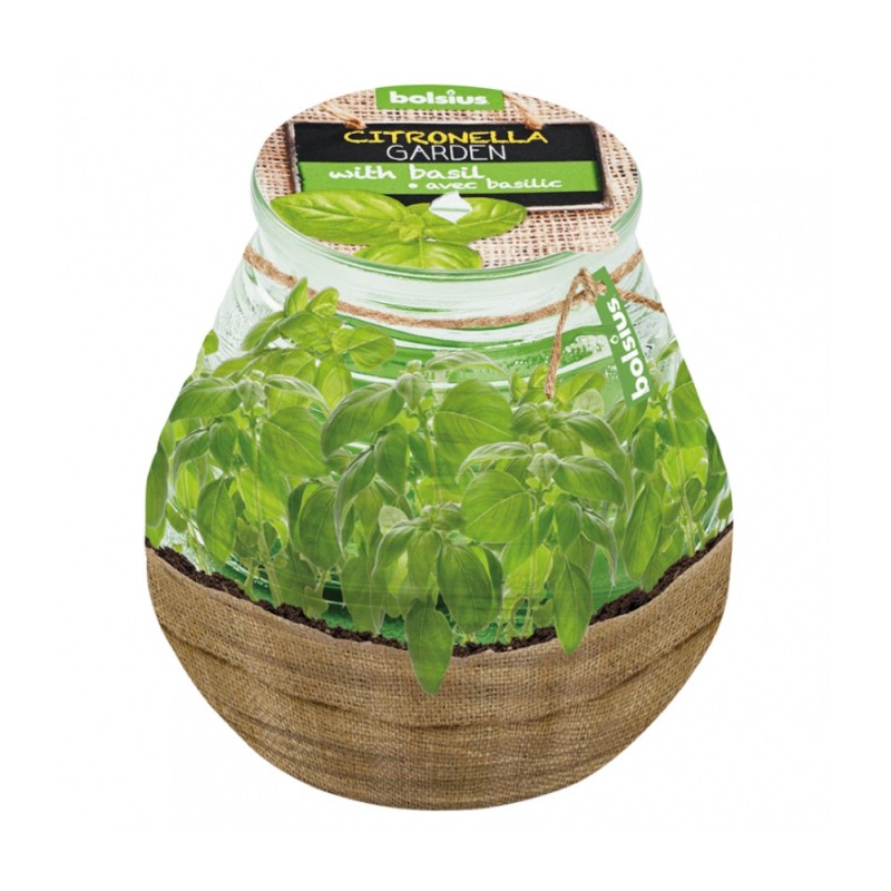 Set 3 x Lumanare Bolsius Citronella Patiolight, 94 x 91 mm, Busuioc