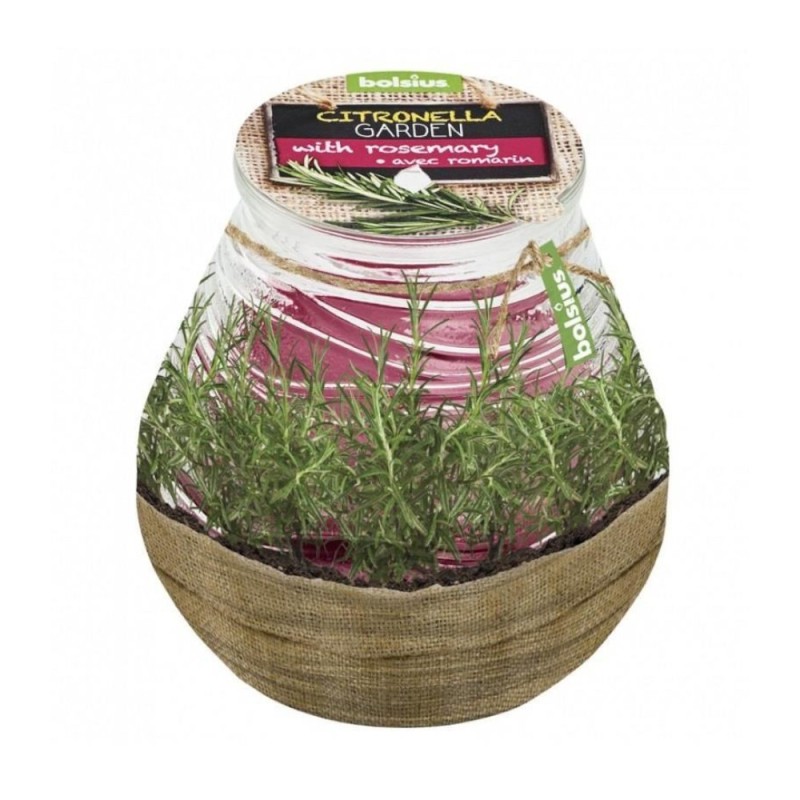Set 3 x Lumanare Bolsius Citronella Patiolight, 94 x 91 mm, Rozmarin