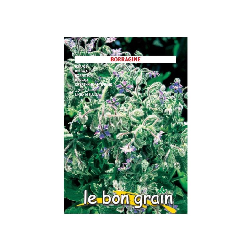 Set 3 x Seminte de Flori, Limba Mielului, 6 g, Raci Sementi