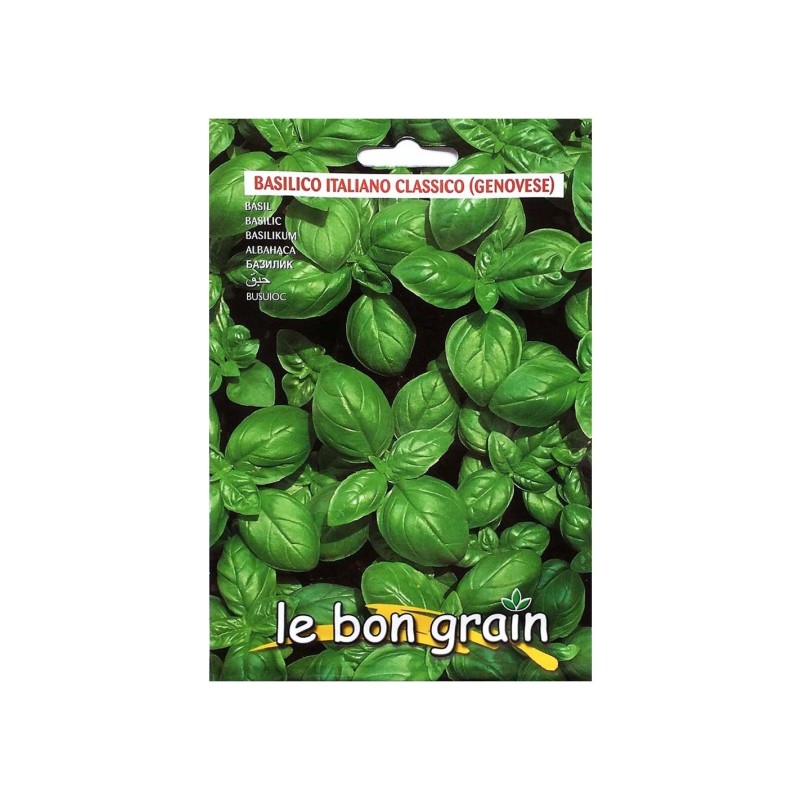 Set 4 x Seminte de Busuioc Verde, Genovese, 5 g, Raci Sementi