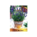 Set 4 x Seminte de Lavanda, 0.5 g, Raci Sementi