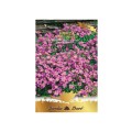 Set 4 x Seminte Flori Aubrieta, 0.4 g, Raci Sementi