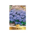 Set 4 x Seminte Flori Pufuleti Albastri Agerato, 1 g, Raci Sementi