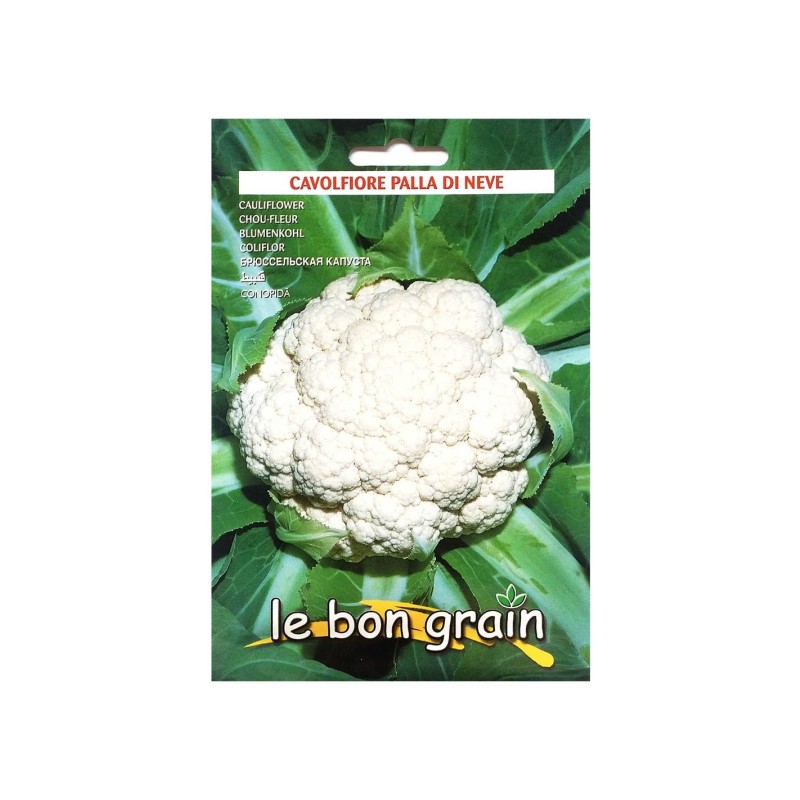 Set 5 x Seminte de Conopida Alba, Palla Di Neve, 4 g,  Raci Sementi