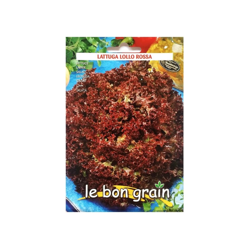 Set 5 x Seminte de Salata Rosie Creata, Lollo Rossa, 6 g, Raci Sementi