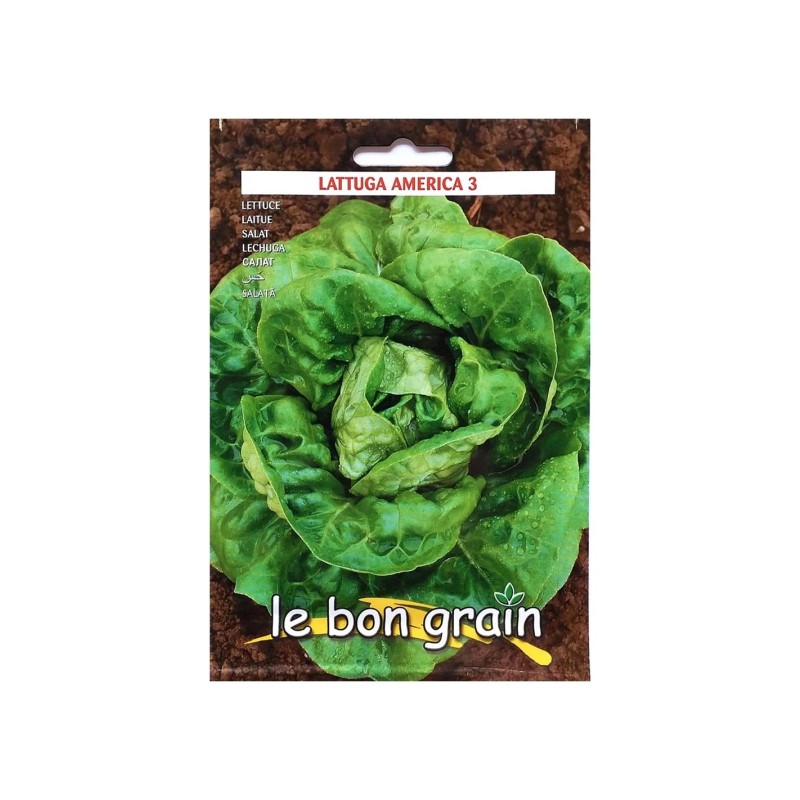 Set 5 x Seminte de Salata Verde, America 3, Frunze Rotunde si Groase, 6 g, Raci Sementi