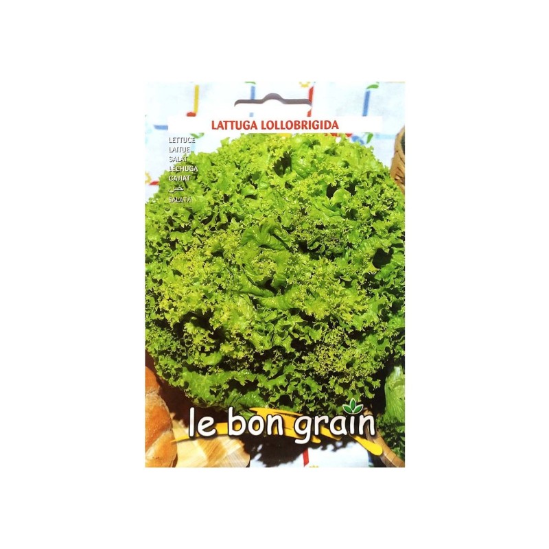 Set 5 x Seminte de Salata Verde Creata, Lollobrigida, 6 g, Raci Sementi