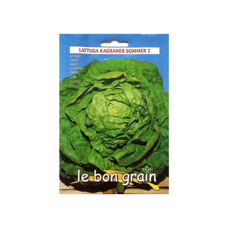 Set 5 x Seminte de Salata Verde, Frunze Rotunde si Ondulate, Kagraner Sommer, 6 g