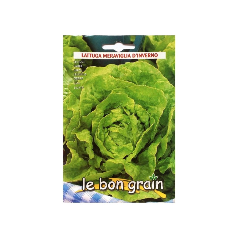 Set 5 x Seminte de Salata Verde Iarna, Frunze Mari, Meraviglia D'Inverno, 6 g, Raci Sementi